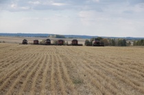 Более половины зерновых и зернобобовых культур убрано в Кузбассе